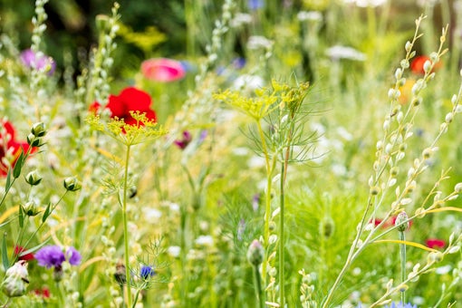 How to Plant a Wildflower Garden image