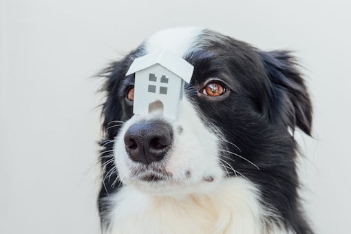 Funny portrait of cute puppy dog border collie holding miniature toy model house on nose isolated on white background