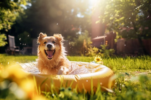 Summer vacation in the countryside happy dog swims in an inflatable pool.