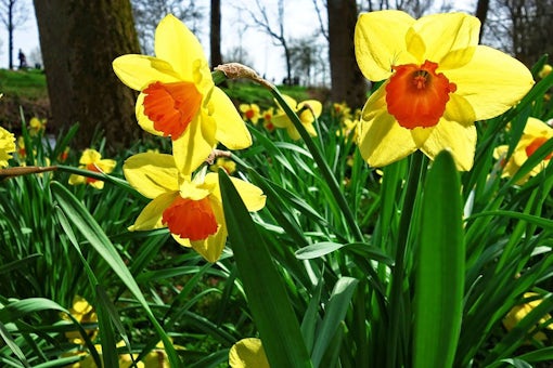 SpringSelling_daffodil-3299311_1280