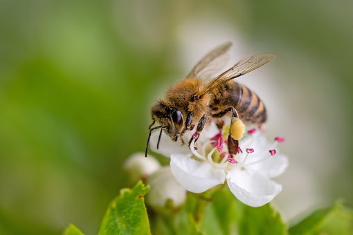 Close-up of a heavily loaded bee on a white flower