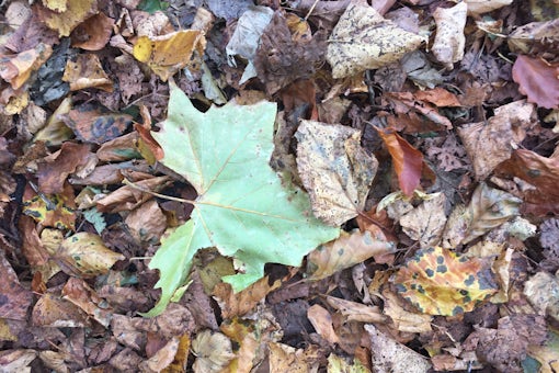 autumn_leaf