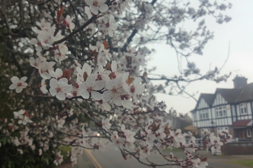 Blossom-Photo-Mar-2019