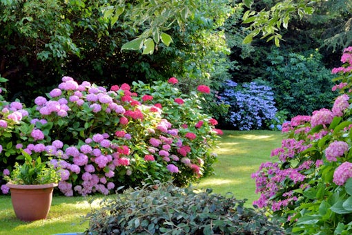 Beautiful garden with hydrangeas in Brittany