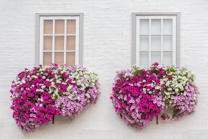 flower window boxes