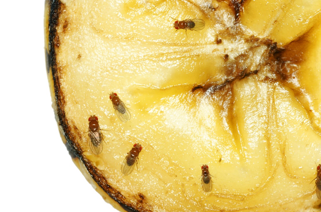 Fruit flies on rotting banana