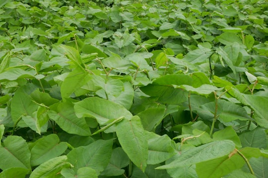 Field with Japanese Knotweed, which can damage your property.