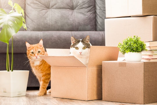 Two cats playing in cardboard boxes, moving to a new house.