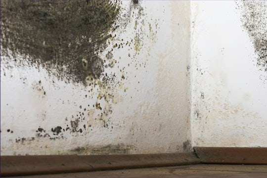 Interior walls, covered with mould.