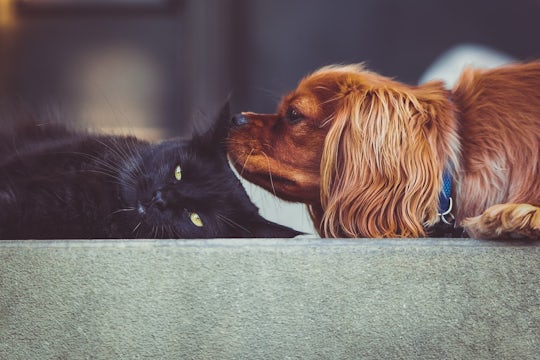 Cat and dog. Original public domain image from Wikimedia Commons