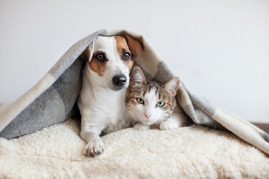 Dog hugs a cat under the rug at home.