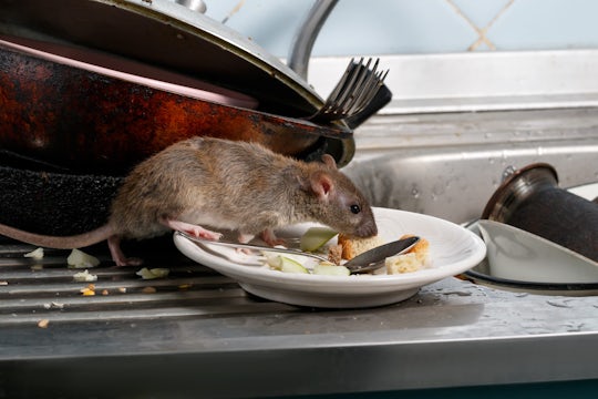 Close-up young rat (Rattus norvegicus) sniffs leftovers on a plate